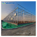 Glass Greenhouse for tomatoes Hydroponic